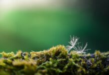 A Pilisi Parkerdő hulladéklerakóból pihenőparkot alakított ki pilisi parkerdő