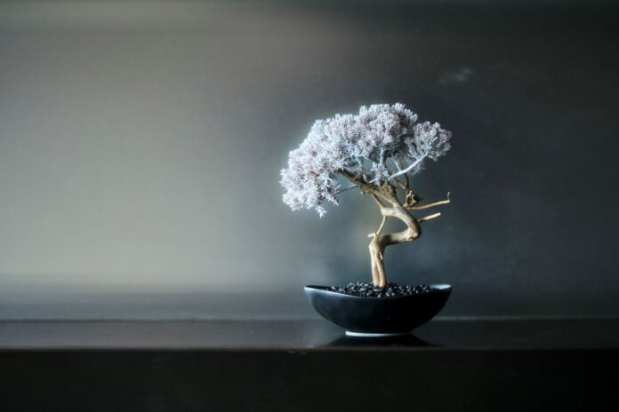 bonsai fák; bonsai trees