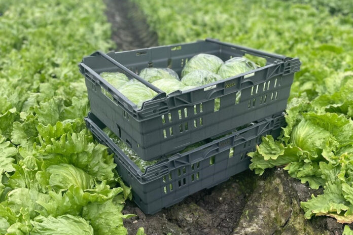 többször használatos csomagolás; Reusable Packaging