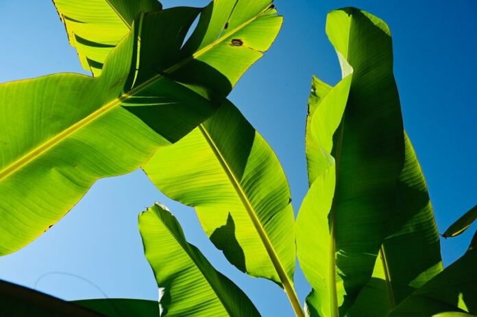 banana leaves; banánlevél